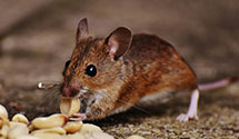 24 Hour & Emergency Exterminators in Estell Manor, NJ